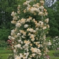 Preview: Historische Kletterrose Ghislaine de Feligonde , Turbat , 1916 - Co. 5 L