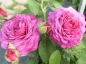 Preview: Beetrose Heidi Klum Rose ®  Tan00681 ® Tantau 1999 - Co. 5 L