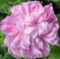 Preview: Historische Rose Jacques Cartier ,  Robert & Moreau, 1868 - Wurzelware