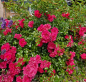Preview: Bodendeckerrose  Knirps ® ,  Korverlandus ® , Kordes, ADR-Rose - Co. 5 L
