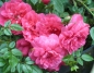 Preview: Bodendeckerrose  Knirps ® ,  Korverlandus ® , Kordes, 1997, ADR-Rose