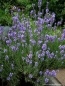 Preview: Lavendel Hidcote Blue - violettblau - Bienenweide - Rosenbegleiter - Co. 2 L