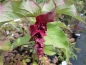 Preview: Buntdachblume,  Karamellbeere,  Leycesteria, selten, 40-50 cm hoch, Co. 3 L