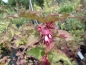 Preview: Buntdachblume,  Karamellbeere,  Leycesteria, selten, 40-50 cm hoch, Co. 3 L