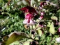 Preview: Buntdachblume,  Karamellbeere,  Leycesteria, selten, 40-50 cm hoch, Co. 3 L