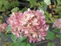 Preview: Kleine Rispen-Hortensie Little Lime ® - 30-40 cm hoch - Co. 3 L