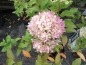 Preview: Kleine Rispen-Hortensie Little Lime ® - 30-40 cm hoch - Co. 3 L