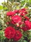 Preview: Kletterrose Momo ® , Noack, 1994 - Wurzelware