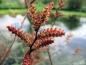 Preview: Gagelstrauch, Myrica gale, für feuchte Standorte, 30-40 cm, Co. 3,5 L