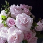 Preview: Kletterrose New Dawn ,  Somerset Nursery, 1930 - Wurzelware