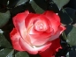 Preview: Edelrose  Nostalgie ®  Taneiglatt ® Tantau, 1996 -  Co. 5 L