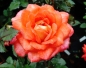 Preview: Edelrose Parfum de Grasse ®  Adalvorjap ® Adam, 2007, NIRP - Co. 5 L