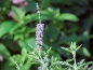 Preview: Blauraute Little Spire ® - duftender Sommerblüher - Co. 3 L