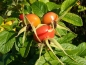 Preview: 10 Stück - Rosa rugosa - Apfel-Rose - Kartoffel-Rose - 40-60 - Wurzelware