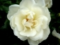 Preview: Bodendeckerrose Schneeflocke ®  Noaschnee ® , Noack, 1991, Co. 5 L