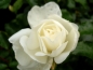 Preview: Bodendeckerrose Schneeflocke ®  Noaschnee ® , Noack, 1991, Co. 5 L