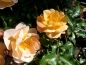 Preview: Bodendeckerrose  Sedana ®  Noa97400A ® , Noack, ADR-Rose, Co. 5 L