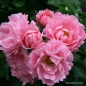 Preview: Bodendeckerrose  Sommerwind ® ,  Kordes 1985 - Co. 5 L