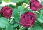 Preview: Historische Kletterrose Souvenir du Docteur Jamain, Lacharme, 1865 - für den Schatten - Co. 5 L