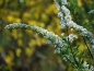 Preview: Frühe Brautspiere Grefsheim - überreich blühend im Frühjahr, 30-40 cm hoch - Co. 5 L