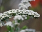 Preview: Frühe Brautspiere Grefsheim - überreich blühend im Frühjahr, 30-40 cm hoch - Co. 5 L