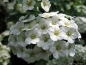 Preview: Spiraea vanhouttei