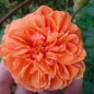 Preview: Summer Song