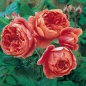 Preview: Englische Rose Summer Song ®  Austango ®  Austin 2005 - Wurzelware