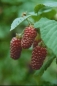 Preview: Tayberry - Kreuzung aus Brombeere + Himbeere - 40-60 cm, Co. 3 L
