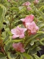 Preview: Zwerg-Weigelie Nana Variegata - rosa Blüte und weiß-buntes Blatt - 50-60 cm hoch - Co. 7,5 L