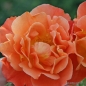 Preview: Strauchrose Westerland ®  Korwest ®  Kordes, 1969 - Wurzelware