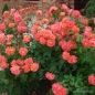 Preview: Strauchrose Westerland ®  Korwest ®  Kordes, 1969 - Wurzelware