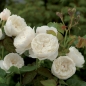 Preview: Englische Rose William and Catherine ® , Ausrapper ® David Austin , 2011 - Co. 5 L
