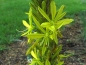 Preview: Asphodeline lutea