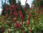 Preview: Garten-Kerzen-Knöterich Speciosa, rosarot , Co. 3 L