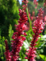 Preview: Garten-Kerzen-Knöterich Speciosa, rosarot , Co. 3 L