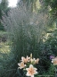 Preview: Reitgras Karl Foerster - schöne Herbstfärbung - Co. 3 L