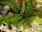 Preview: Polystichum polyblepharum
