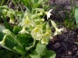 Preview: Primula elatior