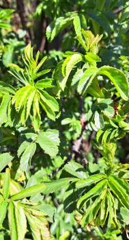 Rosa rugotida - Glanz-Apfelrose - Böschungsrose - 40-60, Co. 3 L