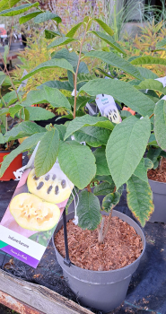 Indianerbanane Sunflower, selbstfruchtend, 50-60 cm hoch, Co. 5 L