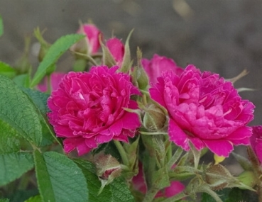 Strauchrose  F.J. Grootendorst  , De Goey, 1918, Co. 7,5 L
