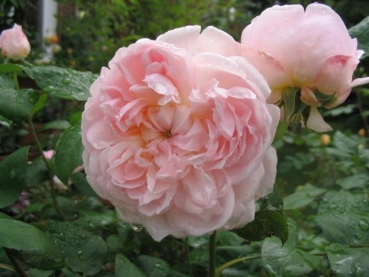 Englische Rose Eglantyne ®   Ausmak ® Austin, 1994 - Co. 7,5 L