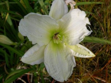Taglilie Gentle Shephard - cremeweiss - Tb 11