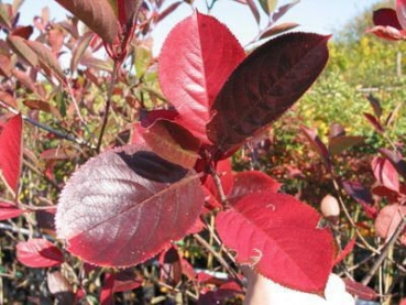 Apfelbeere Hugin - Aronia -  eßbare Früchte, spätere Reife - 40-50 cm hoch, Co. 3 L