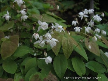Zierliche Elfenblume Niveum - weiß - Tb 9