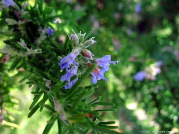 Rosmarin Arp, Gewürz -und Heilpflanze, besonders robuste Sorte - Co. 2 L