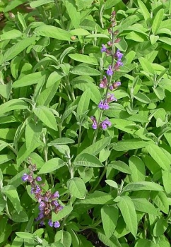 Gewöhnlicher Salbei, Gewürz -und Heilpflanze, Tb 11