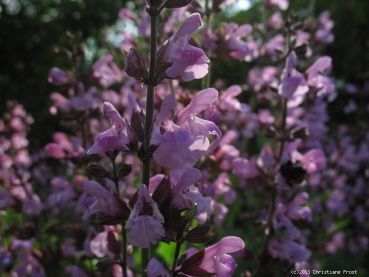 Preview: Gewöhnlicher Salbei, Gewürz -und Heilpflanze, Tb 11