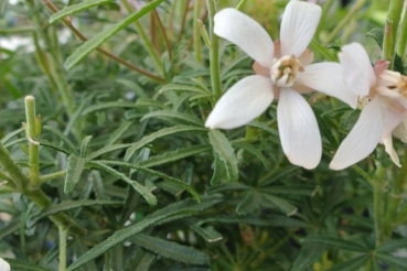 Preview: Orangenblume Aztec Pearl - immergrün - 30-40 cm hoch - Co. 5 L